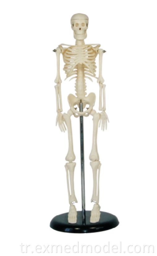 İnsan iskeleti 45cm Human Skeleton 45cm